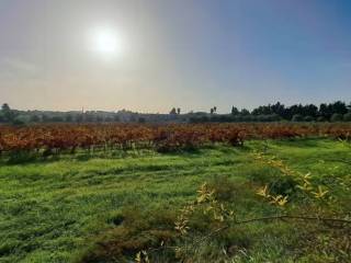 Terreno agricolo in vendita a siracusa traversa mottava