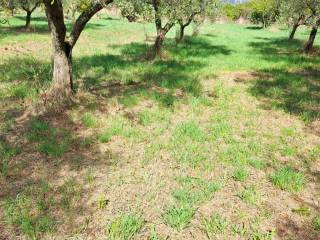 Terreno agricolo in vendita a priverno strada statale carpinetana, 34