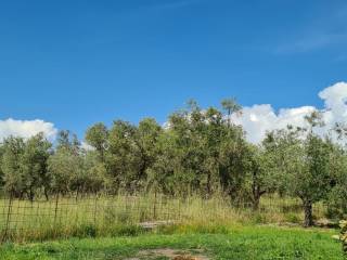 Terreno agricolo in vendita a vetralla via del campo