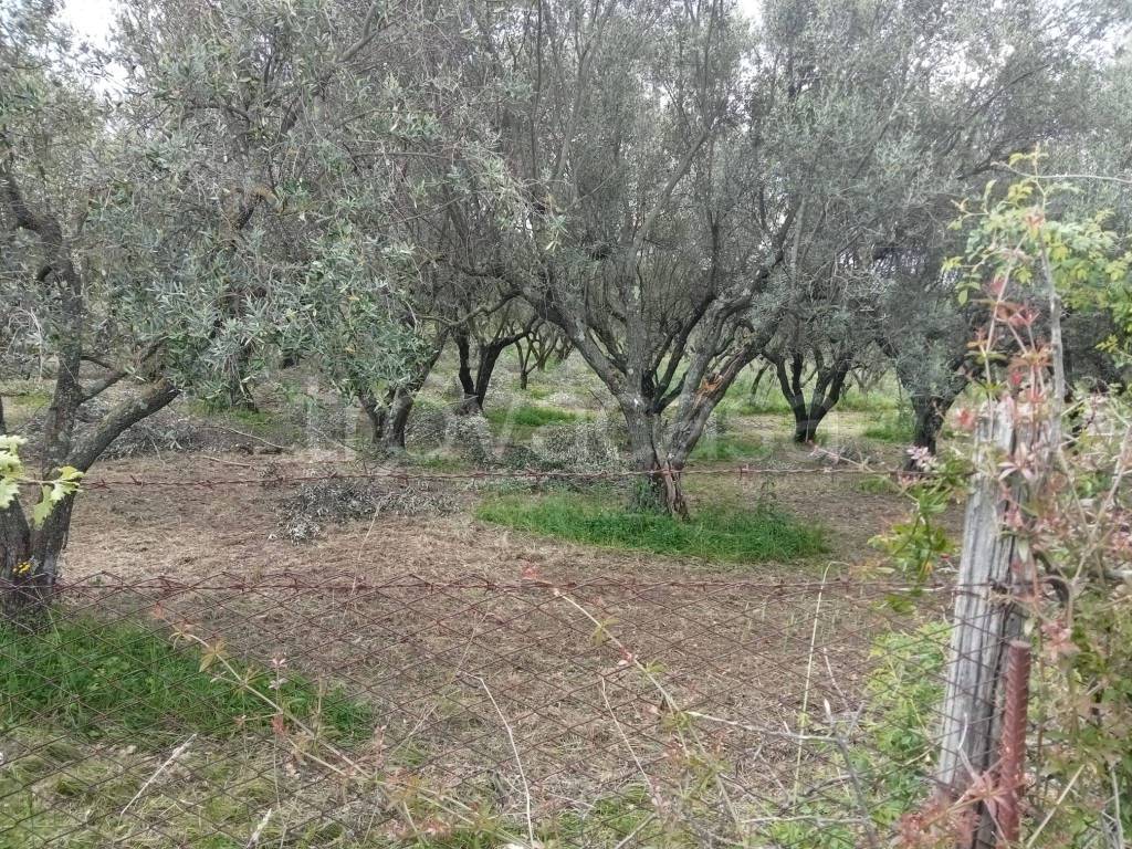 immagine annuncio 7 di 13