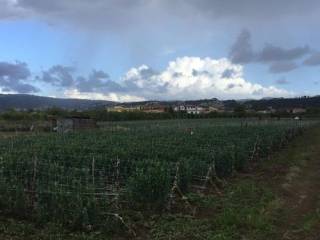 Terreno agricolo in vendita a quarto via spinelli