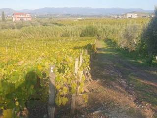 Terreno agricolo in vendita a roma via di fontana candida s.n.c.