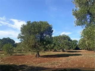 Terreno residenziale in vendita a carovigno 