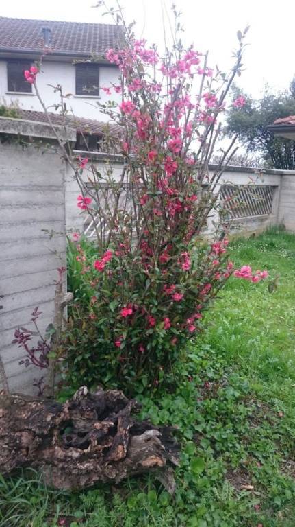 immagine annuncio 2 di 14