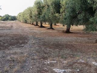 Terreno agricolo in vendita a lizzano strada provinciale pulsano lizzano