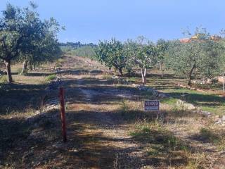 Terreno agricolo in vendita a corato strada esterna viale delle buganvilee, 4