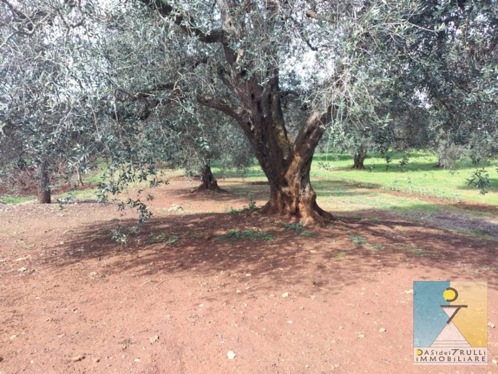 immagine annuncio 3 di 9