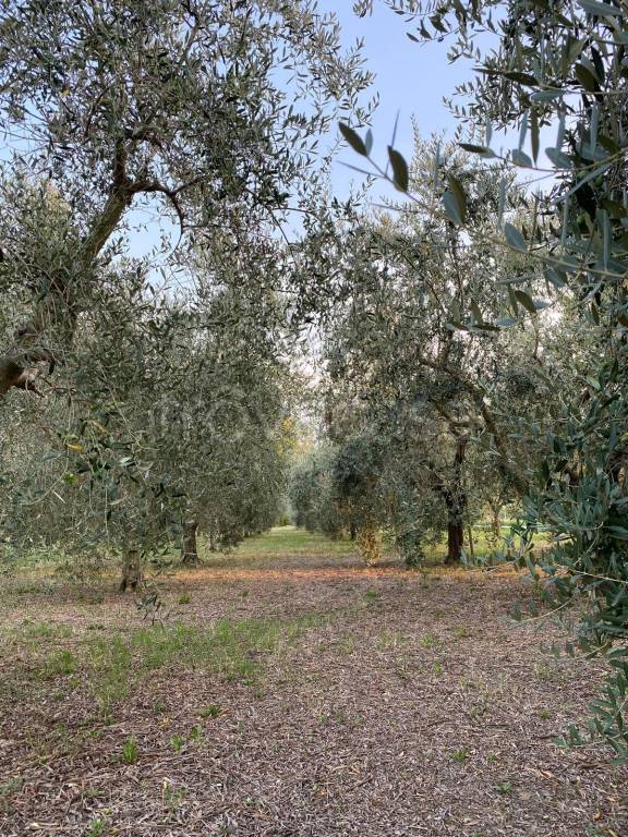 immagine annuncio 6 di 11