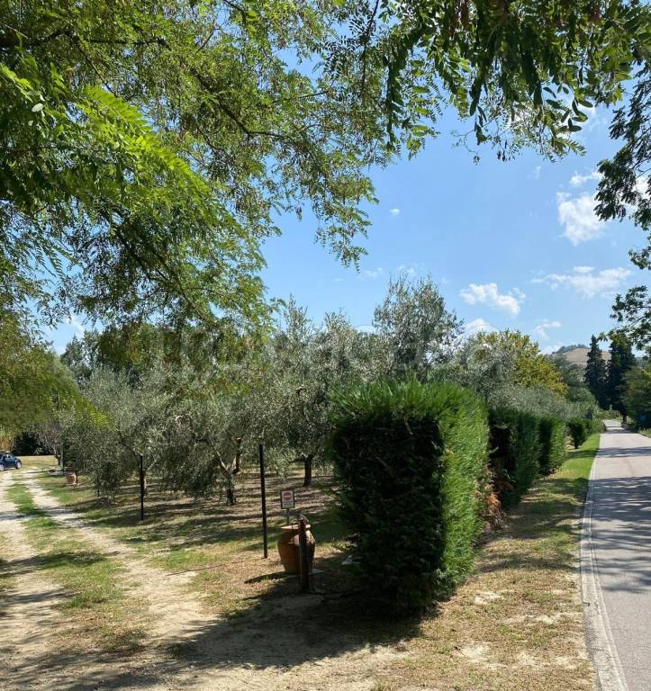 immagine annuncio 5 di 11