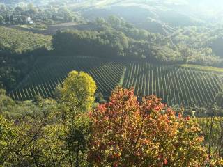 Terreno agricolo in vendita a santa paolina frazione marotta