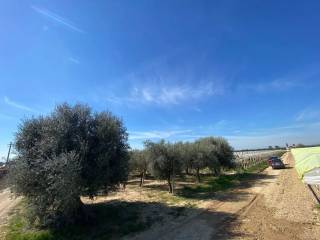 Terreno agricolo in vendita a grottaglie contrada belvedere