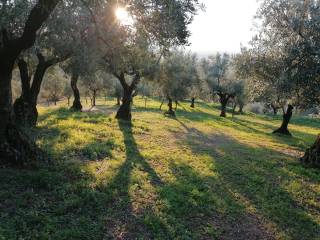 Terreno agricolo in vendita a lamezia terme contrada marrano