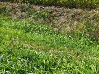 Terreno agricolo in vendita a saccolongo via selve