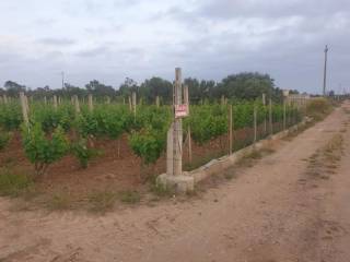 Terreno agricolo in vendita a melissano contrada coloni