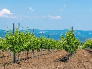 Terreno agricolo in vendita a chiampo 