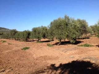 Terreno agricolo in vendita ad alghero strada vicinale le bombarde s.n.c.