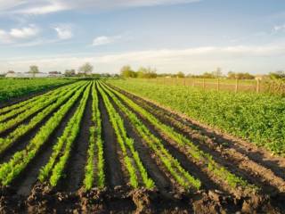 Terreno agricolo in affitto a massa via degli unni, 95