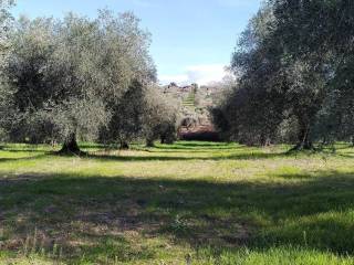 Terreno agricolo in vendita a magliano in toscana amiatina s.n.c.