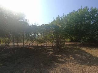 Terreno agricolo in vendita a orbetello giannella s.n.c.