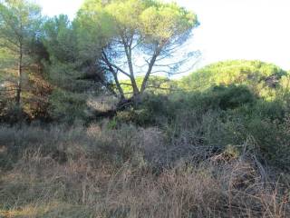 Terreno agricolo in vendita a orbetello giannella s.n.c.