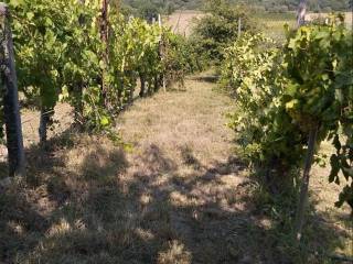 Terreno agricolo in vendita a melizzano strada provinciale sannitica