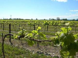 Terreno agricolo in vendita ad argenta 