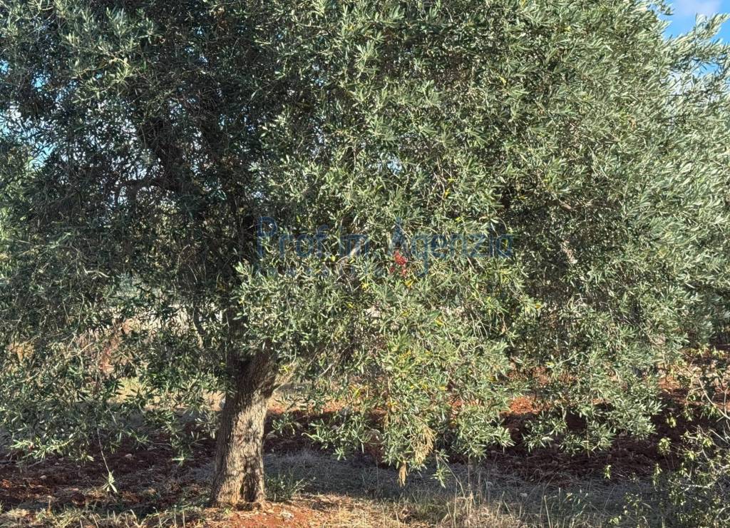 immagine annuncio 2 di 7