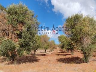 Terreno residenziale in vendita a carovigno 