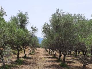 Terreno agricolo in vendita a montecorvino rovella contrada pezze