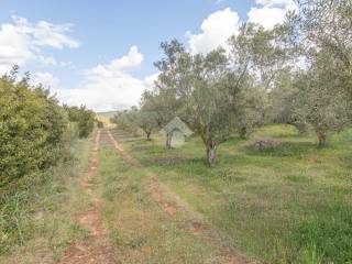 Terreno agricolo in vendita a quartucciu via dei gigli