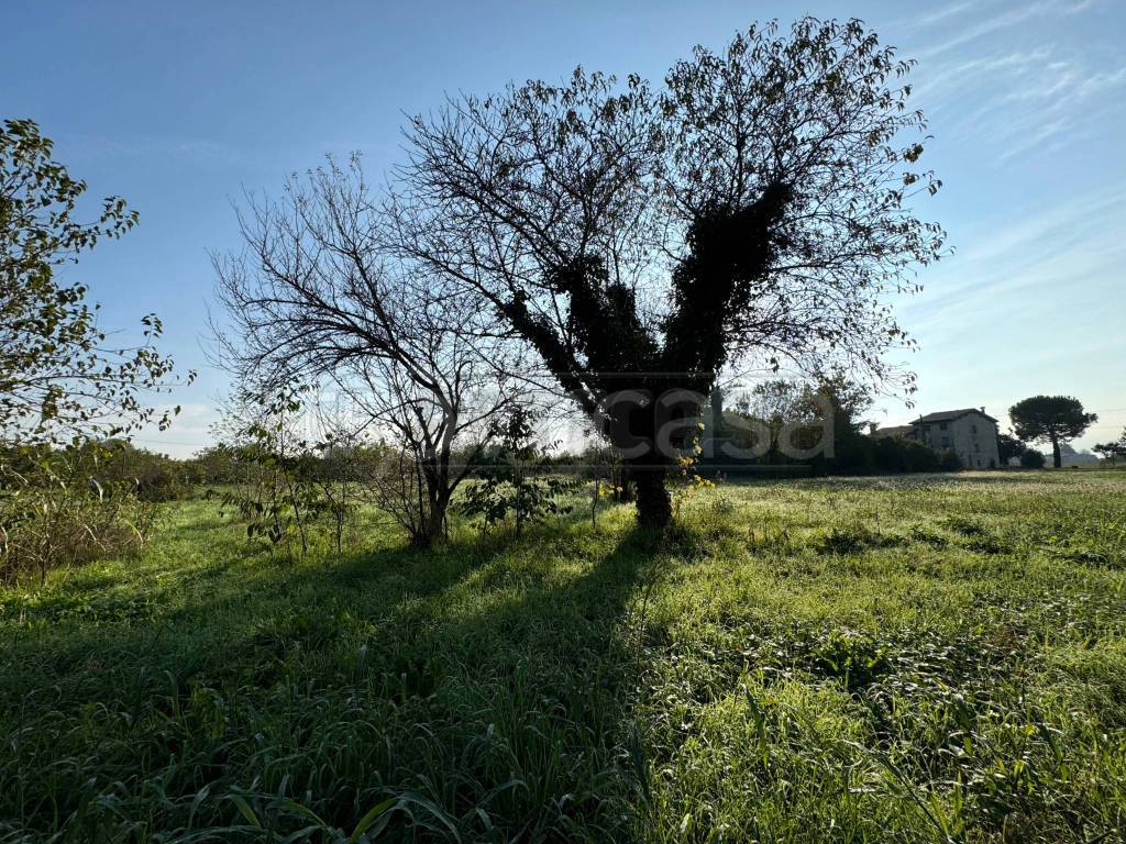 immagine annuncio 4 di 8