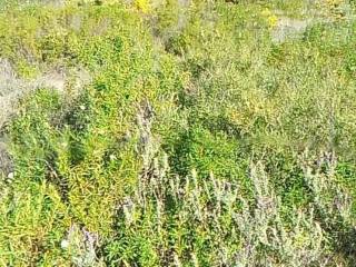 Terreno agricolo in vendita a maracalagonis via del nibbio s.n.c.