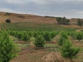 Terreno agricolo in vendita a leonforte contrada scavo