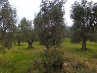 Terreno agricolo in vendita a rodi garganico contrada rosole