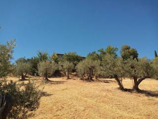 Terreno agricolo in vendita a spello via chiona s.n.c.