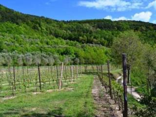 Terreno agricolo in vendita a tregnago località tregnago