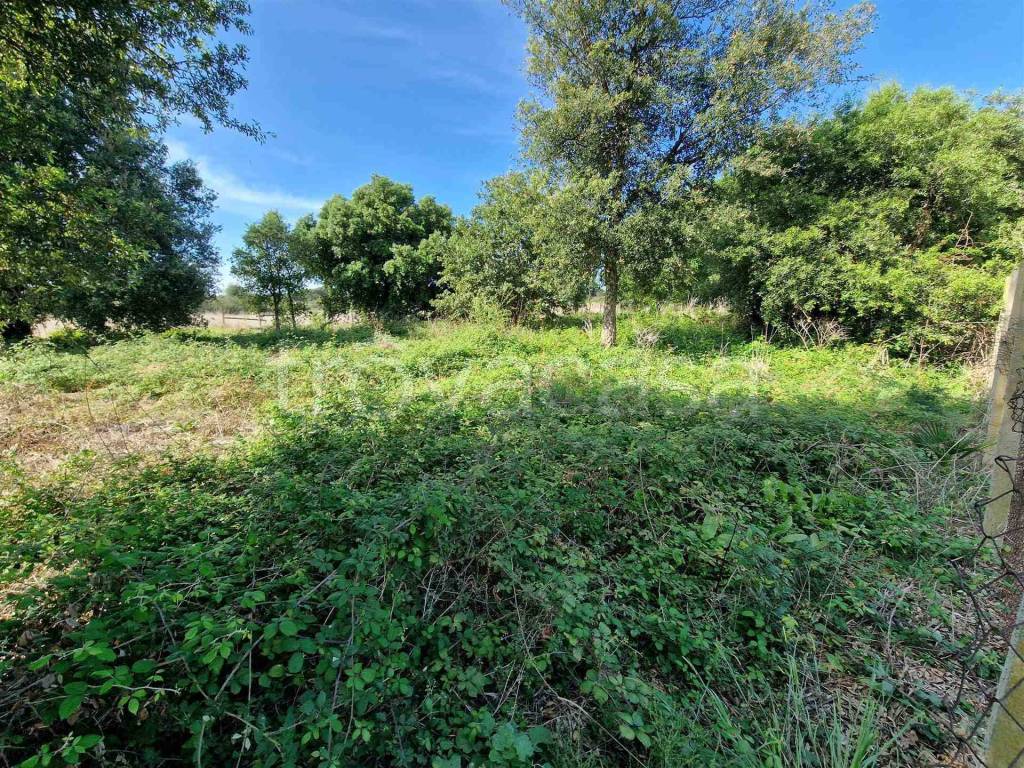 immagine annuncio 3 di 8