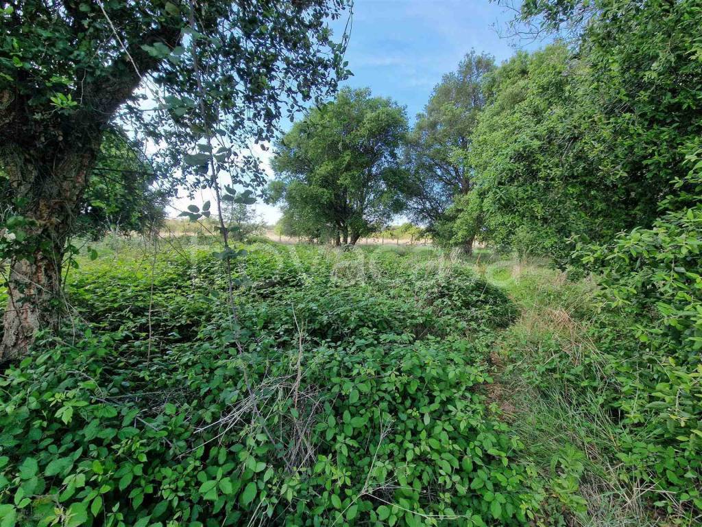 immagine annuncio 4 di 8