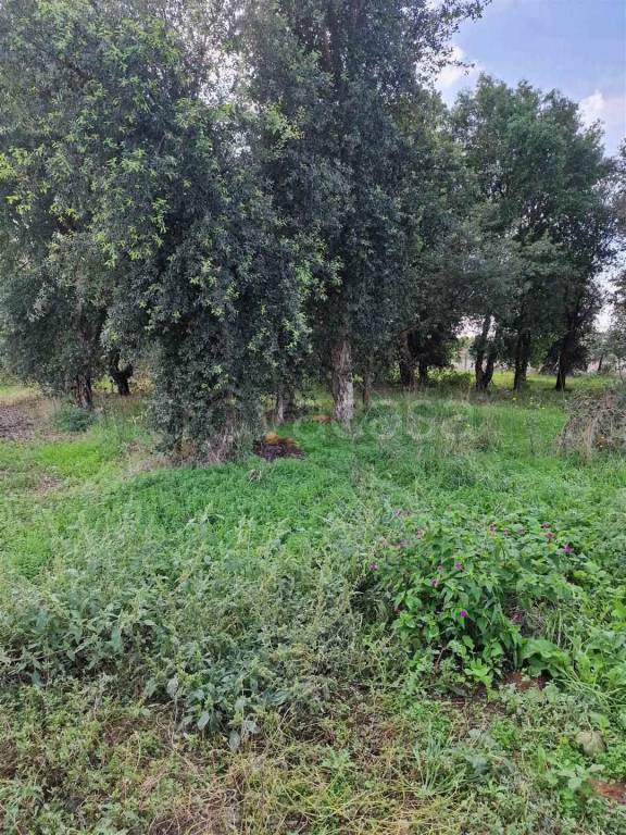 immagine annuncio 6 di 8