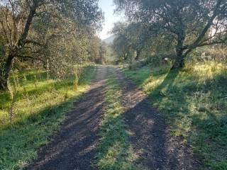 Terreno agricolo in vendita a faleria strada provinciale falisca