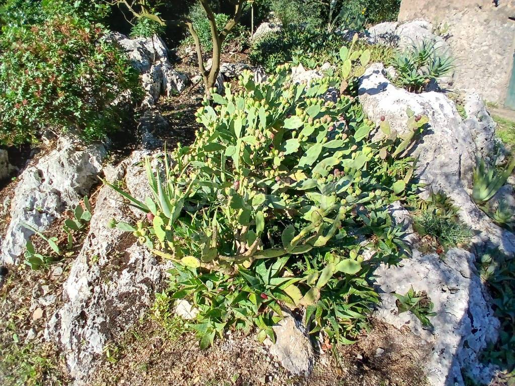 immagine annuncio 9 di 14