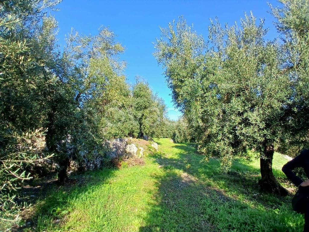 immagine annuncio 6 di 14