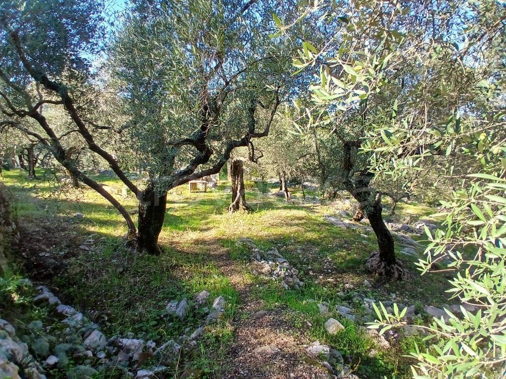 immagine annuncio 4 di 14