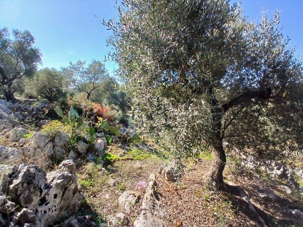 immagine annuncio 10 di 14