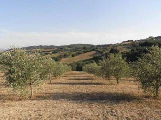 Terreno agricolo in vendita a rosignano marittimo località pianacce