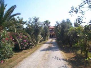 Azienda agricola in vendita a bibbona 