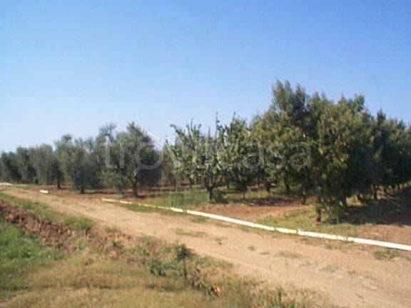 immagine annuncio 7 di 8