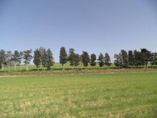 Terreno agricolo in vendita a rosignano marittimo s.r.206