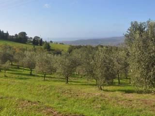 Terreno agricolo in vendita a castellina marittima via della repubblica