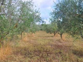 Terreno agricolo in vendita a rosignano marittimo stradone del belvedere